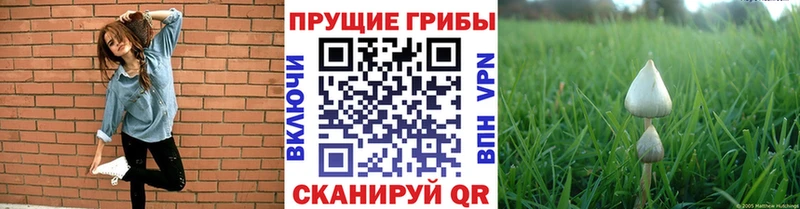 купить  цена  Дудинка  Псилоцибиновые грибы мицелий 